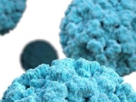 norovirus